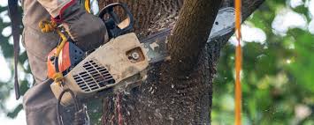 Best Lawn Pest Prevention  in Forest Ranch, CA