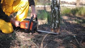 Best Tree Removal  in Forest Ranch, CA