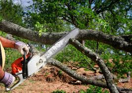 Best Lawn Irrigation Installation and Maintenance  in Forest Ranch, CA