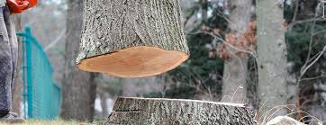 Best Tree Health Inspection  in Forest Ranch, CA