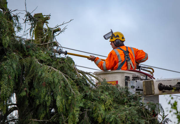 Best Utility Line Clearance  in Forest Ranch, CA