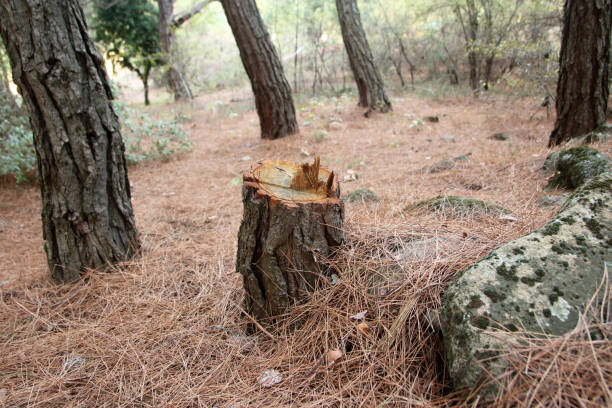 Tree and Shrub Care in Forest Ranch, CA