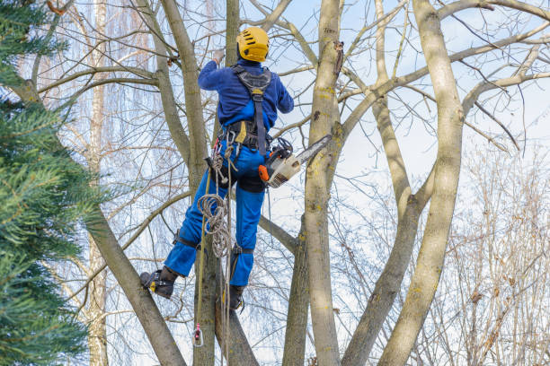 Best Firewood Processing and Delivery  in Forest Ranch, CA