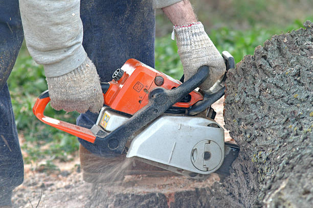Best Tree Preservation Services  in Forest Ranch, CA
