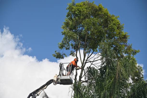 Seasonal Cleanup (Spring/Fall) in Forest Ranch, CA