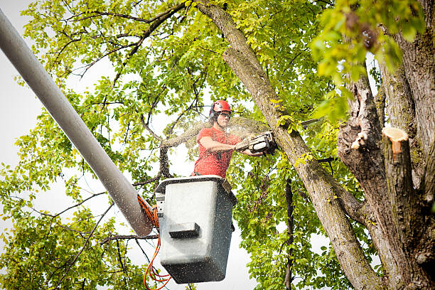How Our Tree Care Process Works  in  Forest Ranch, CA