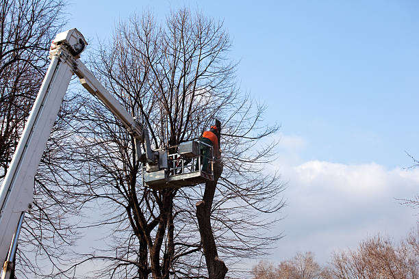 Forest Ranch, CA Tree Care Company
